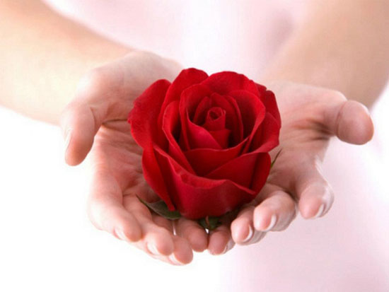 hands-holding-a-red-rose.jpg